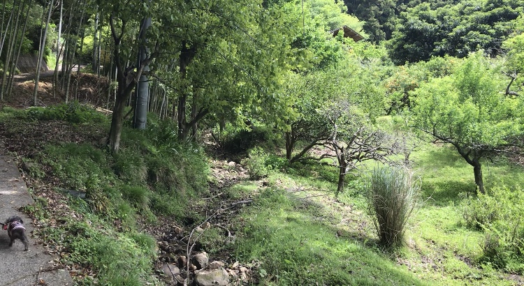 益山寺　茶々